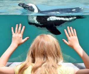 Connecticut kids get hands-on fun for free this summer! Photo courtesy of the Mystic Aquarium, Facebook