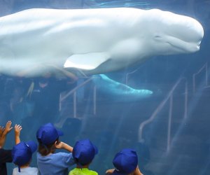 Image of Beluga whale in Mystic - Fall Day Trips From Connecticut
