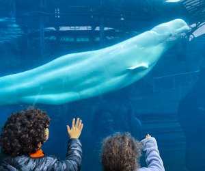 Photo of children watching a beluga whale at the Mystic Aquarium.