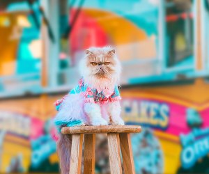 Even cats get grumpy. There's a day for that! Starfleet Pet photo by Reba Spike, via Flickr 2.0