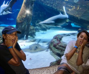 It's Shark Week! Photo by Jaime Summersille for Mommy Poppins