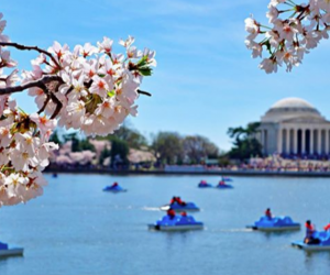 Take out a pedal boat during cherry blossom season. Photo courtesy of  The National Cherry Blossom Festival