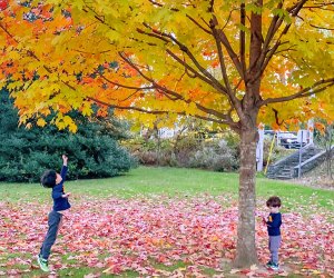 Fall leaves