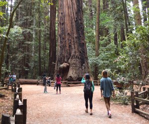Best Family Vacation Spots in the US That Are Off the Beaten Path: Henry Cowell Redwoods State Park 