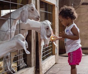Best Amusement Parks in the Chicago Area for Families: little girl feeding goats