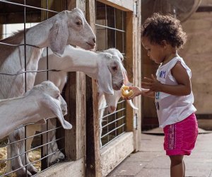 The Best Amusement Parks in the Chicago Area