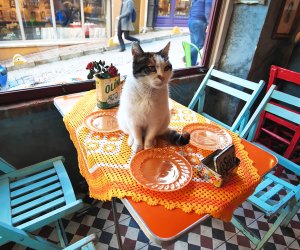 cat on a table