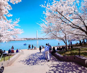Visit DC in the spring for warm temps and maybe even cherry blossoms. Photo by m01229 via Flickr