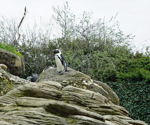 Meet the penguins on the Sea Cliffs at the New York Aquarium