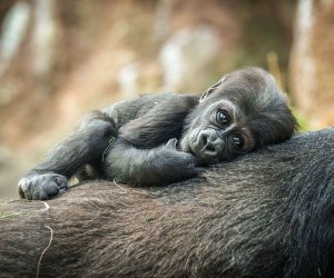 Things to do in NYC with babies: Bronx Zoo