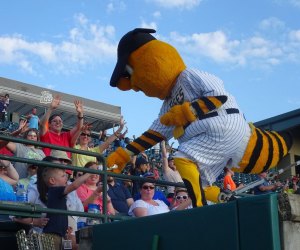 The New Britain Bees play wood-bat, collegiate ball - and have a great mascot, Sting! Photo courtesy of the team