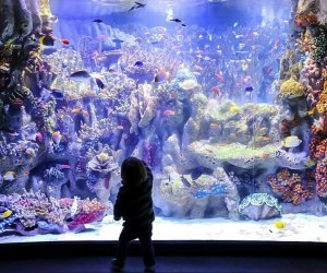 Things to do with kids this spring break: image of fish tank at NE Aquarium.