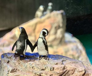 Photo of penguins touching flippers at Boston's aquarium.
