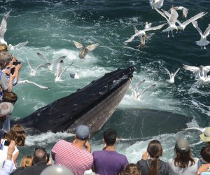 Image of whale watch as whale surfaces - Heat Wave Hot List