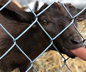 Meet some cute animals at the New Jersey State Fair: Sussex County Farm and Horse Show.