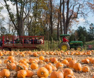 Head to Stony Hills Farms this weekend for hayrides, pumpkins, a corn maze, and more fall fun! Photo courtesy of the farm