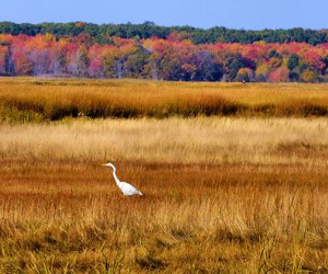 Image of Newburyport marshes - best fall day trips from Boston