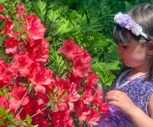  Take in the blooming flowers on a walk at Planting Fields Arboretum this Mother's Day.