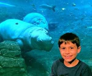 Hang out with the giant hippos at Camden's Adventure Aquarium. Photo by Kaylynn Chiarello Ebner