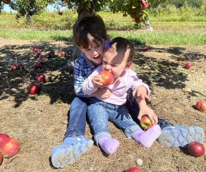 Take a bite out of the large, juicy apples at Lewin Farms. Photo by Gina Massaro