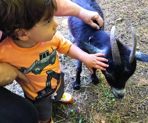 Pet baby goats on a visit to Brookhollow's Barnyard in Boonton. Photo by Kaylynn Ebner