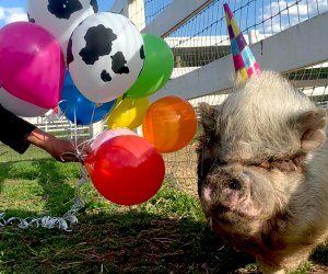 Party with the piggies and more friendly farm animals during a birthday party at Brookhollow's Barnyard in Boonton, New Jersey.