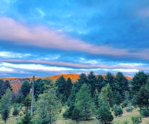 The Evergreen Farm christmas tree field