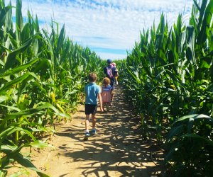 Get lost in the maze at Johnson's Locust Hall Farm. Photo by the author