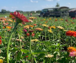 field of flowers at Alstede Farms