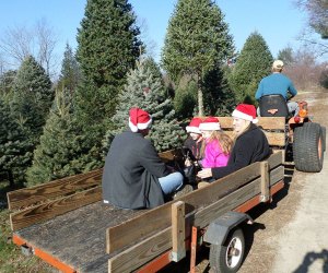 Fosters Holly Ridge Tree Farm people take a ride in tractor trailer on a christmas tree farm