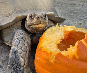 Enjoy kid-friendly fun, candy, entertainment, and plenty of animals at Boo at the Zoo in Cape May. Photo courtesy of the zoo
