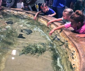 Visiting the Jersey Shore with kids: Jenkinson's Aquarium