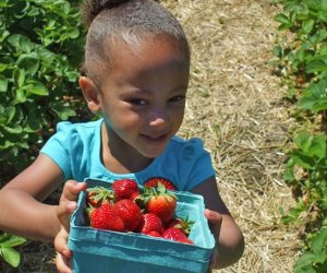 A strawberry picking trip to Johnson's Corner Farm is guaranteed to yield a bountiful basket of strawberries. 