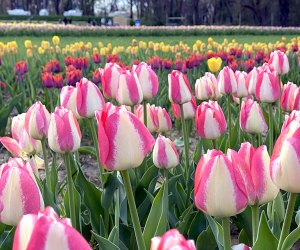 30 Gorgeous Spring Day Trips in New Jersey - Mommy Poppins