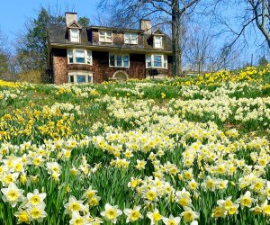 Enjoy the blooming daffodils at Reeves-Reed Arboretum on a day trip this spring. Photo courtesy of the arboretum