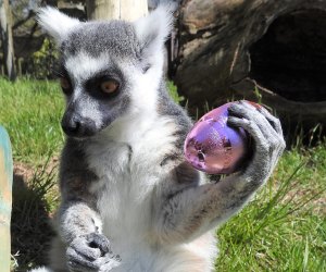 Love finding Easter eggs like Darwin, the ring-tailed lemur? Head to the egg hunt at Cape May County Zoo and Park. Photo courtesy of the park