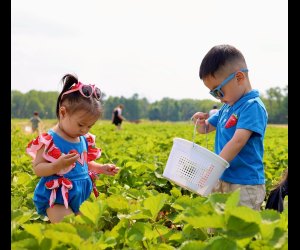 Von Thun Farms' Strawberry Festival kicks off this weekend. Photo courtesy of the farm 