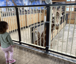 White Post Farms' New Giraffe Feeding Encounter