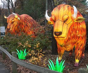 Let it Glow buffalo lanterns at the Bergen County Zoo