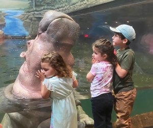 30 spring day trips for new jersey families:  Adventure Aquarium