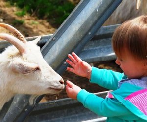 Baby animals are spring break companions at Alstede Farms