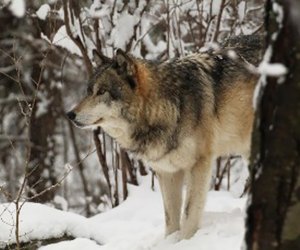 The Lakota Wolf Preserve is an awesome winter day trip destination