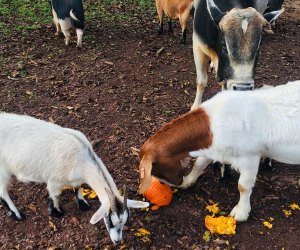 animals at Noah's ark animal sanctuary