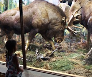 AMNH: Moose in the Hall of North American Animals