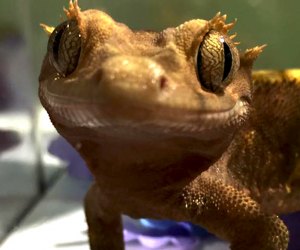 See some cute faces at the New York Metro Reptile Expo. Photo courtesy of the expo