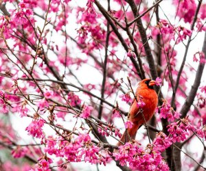 Cherry Blossom Installation In NYC — Zuma Restaurant Cherry Blossoms