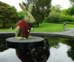 The White Rabbit is a super-sized centerpiece of the NYBG's Wonderland: Curious Nature exhibition.