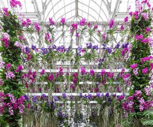 The dazzling floral creations of Jeff Leatham energize the 18th annual Orchid Show at the New York Botanical Garden. Photo courtesy of NYBG
