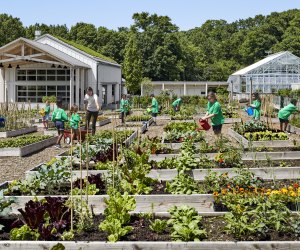 Explore the gardens of NYBG's Edible Academy