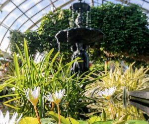 Step inside the greenhouse at the Enid A. Haupt Conservatory at th NYBG